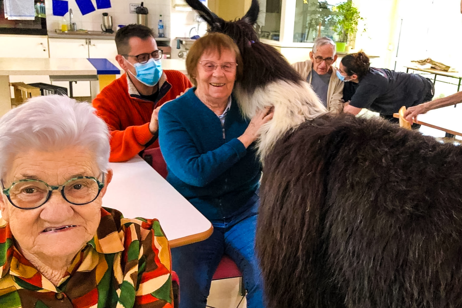 les lamas au cantou